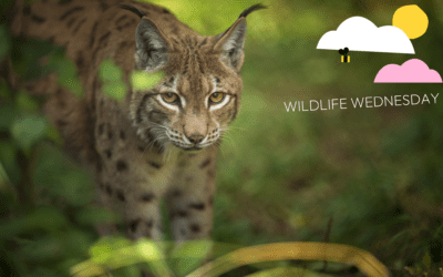 Discover the Enchanting World of the Lynx: A Creative Journey for Young Adventurers